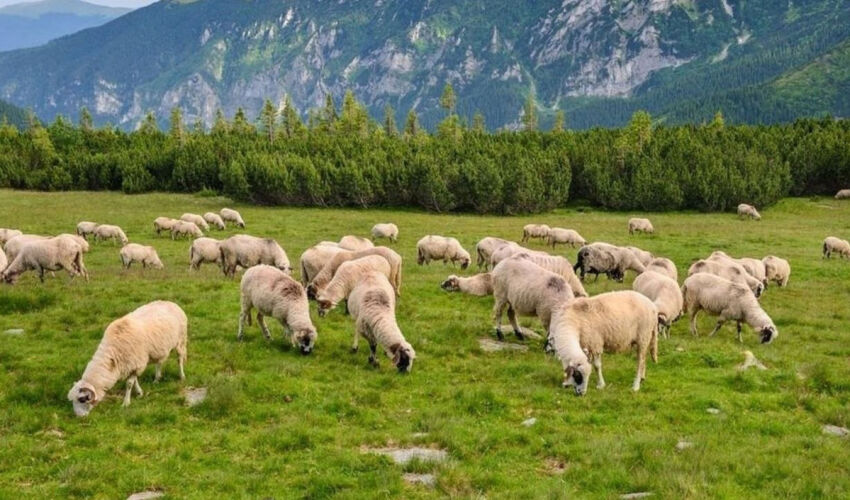 În România a fost declarată carantina la nivel național din cauza ciumei ovine și caprine oi