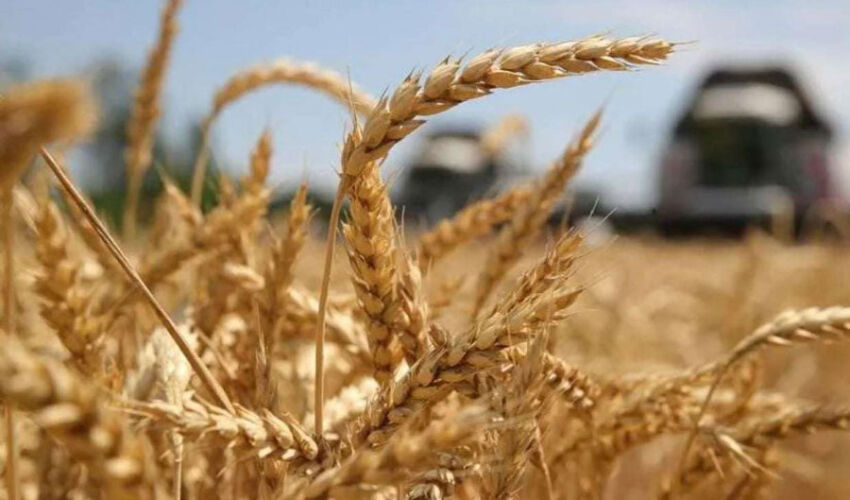 România are, de asemenea, o recoltă mare de grâu România are, de asemenea, o recoltă mare de grâu