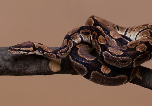 Pythons against obesity: an unexpected discovery is changing medicine Pythons against obesity: an unexpected discovery is changing medicine