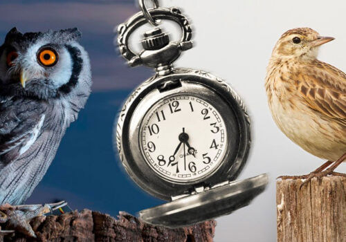 Bufniță sau ciocârlie: ce spune știința despre tiparele și eficiența somnului