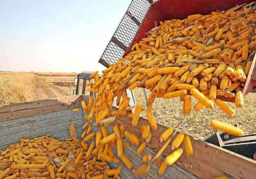 Corn exports from Ukraine slowed down