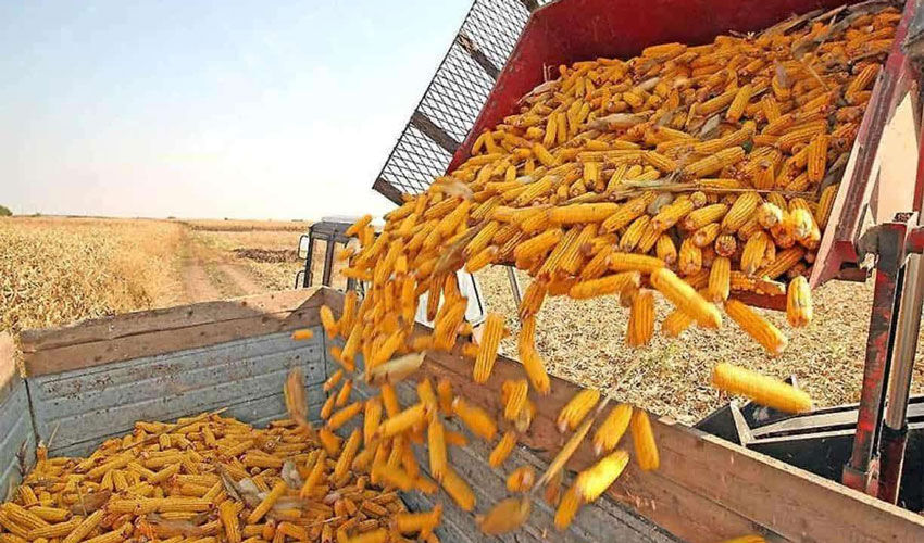 Corn exports from Ukraine slowed down