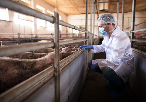 Crescătorii de porci moldoveni trag un semnal de alarmă: „situația a scăpat de sub control” Crescătorii de porci moldoveni trag un semnal de alarmă: „situația a scăpat de sub control”