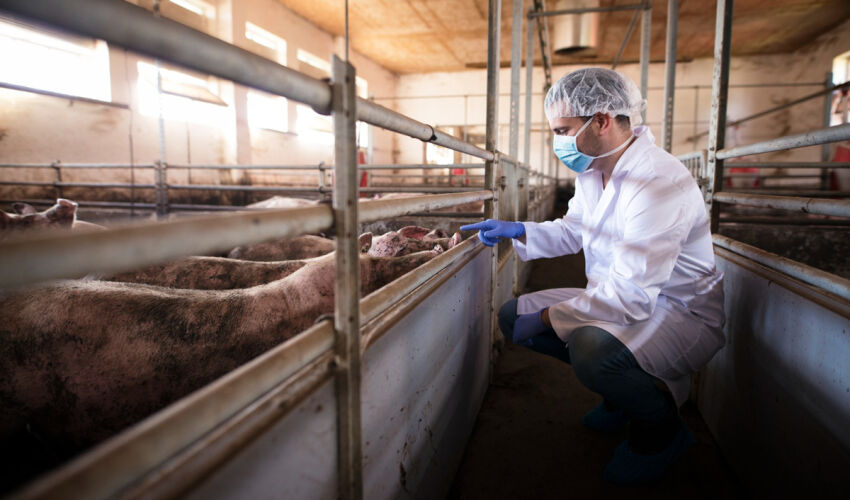 свиноферма