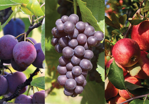 Шансы освоить евроквоты на экспорт фруктов невелики Шансы освоить евроквоты на экспорт фруктов невелики