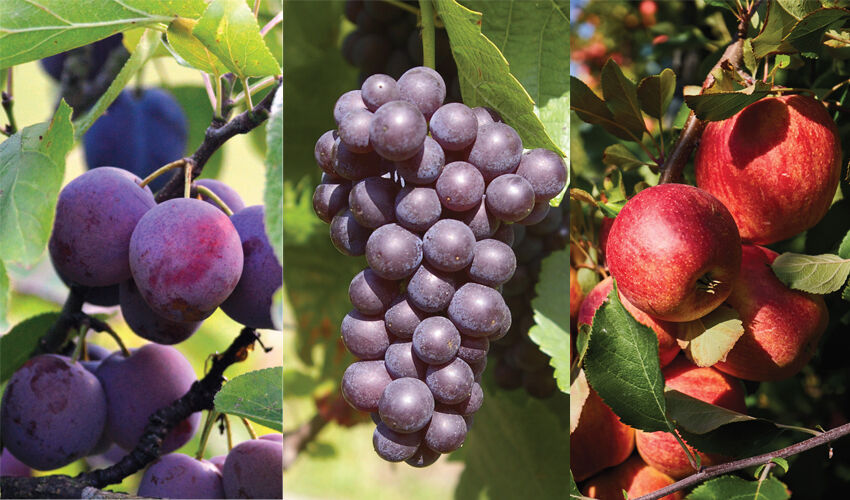 Chances of mastering Euro quotas for fruit exports are slim Chances of mastering Euro quotas for fruit exports are slim