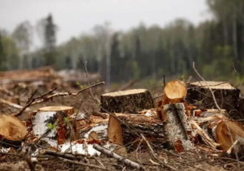 200 million euros allocated for reforestation 200 million euros allocated for reforestation