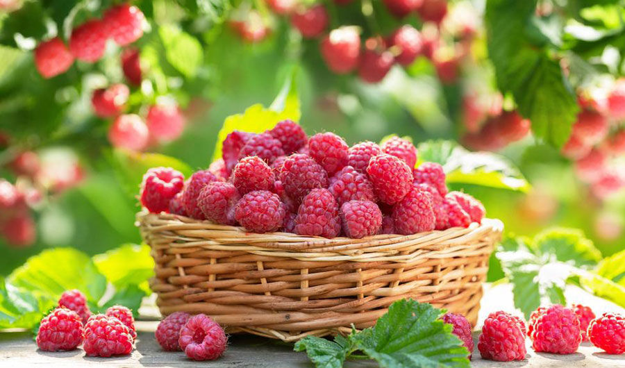 High entry-level raspberry prices, but there are nuanced... - logos-pres.md