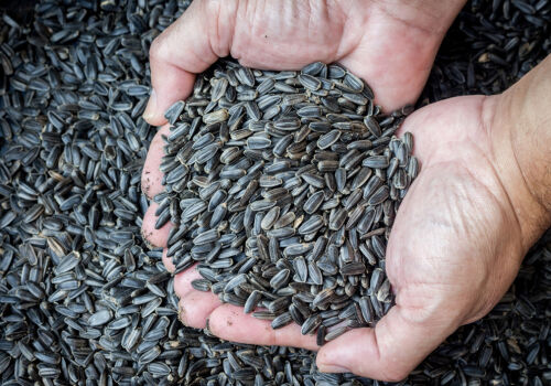 Аргентинский подсолнечник может нарушить баланс цен в Молдове