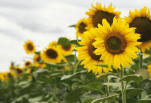 Sunflower exports fall sharply