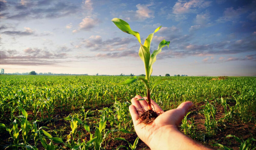 subvenție agricolă