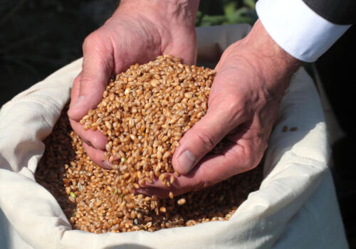 IGC Consiliul Internațional al Cerealelor preconizează un nivel record la nivel mondial