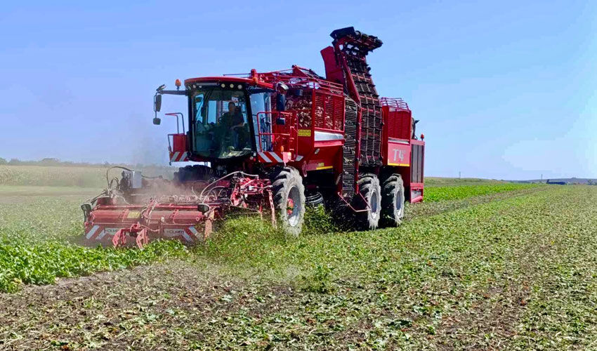 Sugar beet harvesting has started, yield forecast is average Sugar beet harvesting has started, yield forecast is average