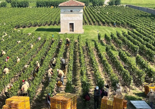 Recoltarea strugurilor pentru vinul italian Franciacorta a început la ora 4 dimineața din cauza căldurii Recoltarea strugurilor pentru vinul italian Franciacorta a început la ora 4 dimineața din cauza căldurii