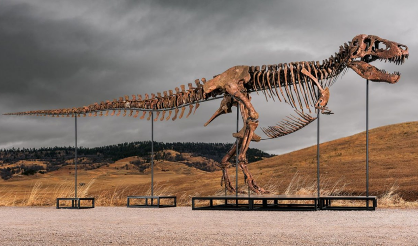 Bones Worth Their Weight in Gold: A Tyrannosaurus Rex Sold for a Record $50.1 Million Tyrannosaurus bones
