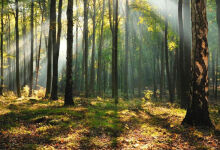Amenzile pentru exploatarea forestieră ilegală au crescut