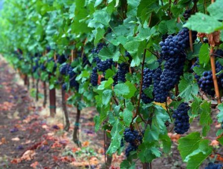 Виноградники находятся в стрессе Виноградники находятся в стрессе