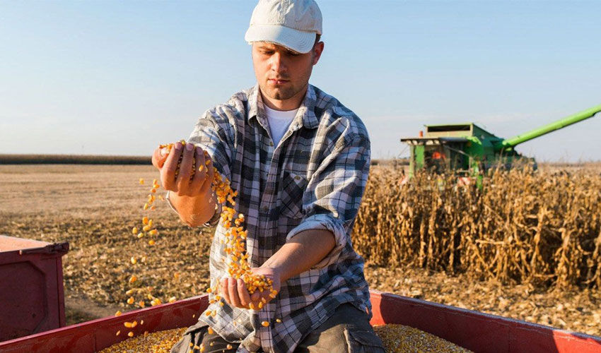 Agrarians will be granted credits worth 271 million lei Agrarians will be granted credits worth 271 million lei