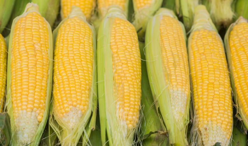 Corn exports in April: price strategy – “shake but don’t mix”