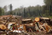 A plot of the forest fund will be transferred for the construction of the highway Chisinau-Ungheni – border with Romania