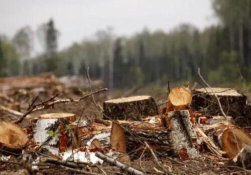 A plot of the forest fund will be transferred for the construction of the highway Chisinau-Ungheni – border with Romania