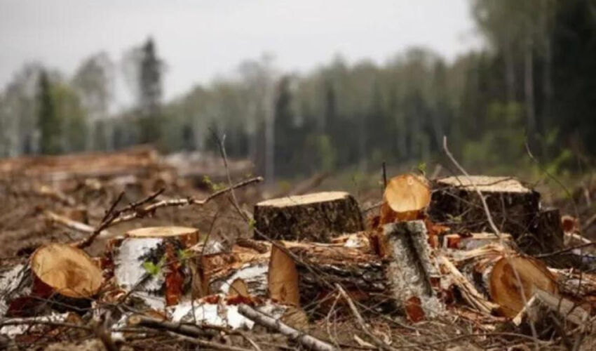 Un lot din fondul forestier va fi transferat pentru construcția drumului de frontieră Chișinău-Ungheni-România tăiere