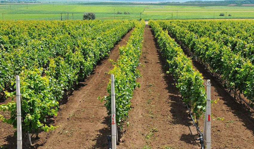 Se preconizează investiții de aproape 100 de milioane de dolari în cultivarea strugurilor de masă