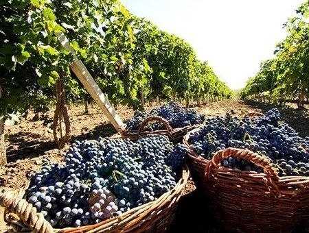 Виноделы подвели итоги Виноделы подвели итоги