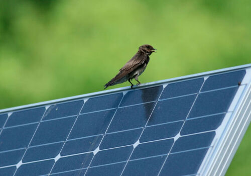 Boomul energiei solare din China s-a dovedit a fi o amenințare pentru păsări
