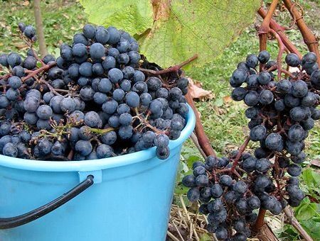 Засуха снизила урожай винограда Засуха снизила урожай винограда
