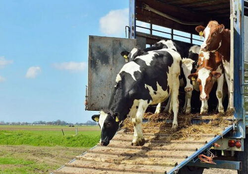 Exports of live animals doubled