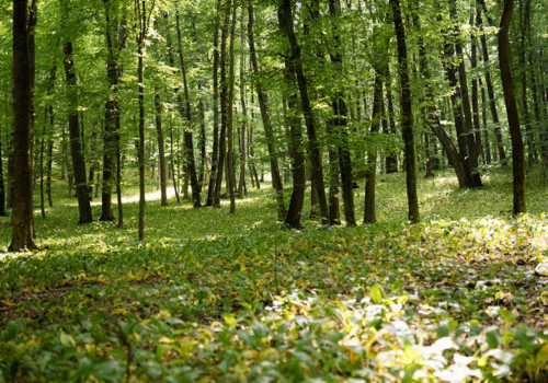 În Moldova se va efectua un inventar al pădurilor