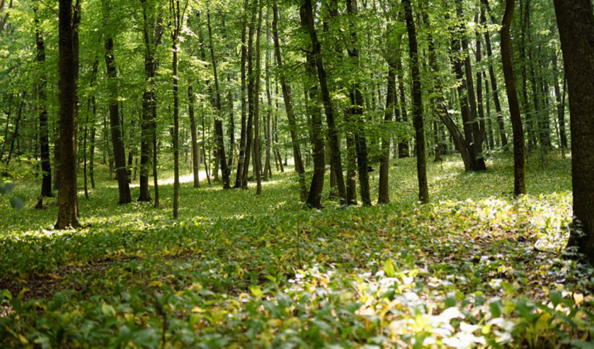 the forests of Moldova