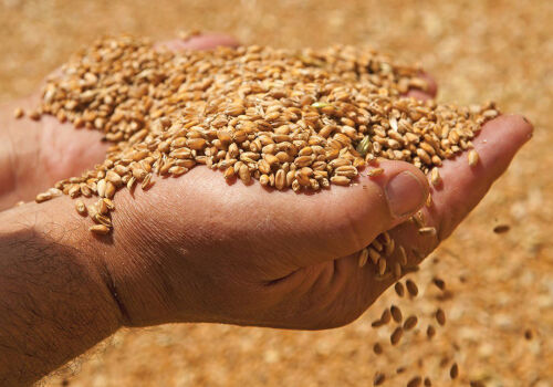 Ucraina vinde în mod activ grâu din recolta viitoare