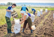 “Digital voucher” will streamline day laborers’ wages