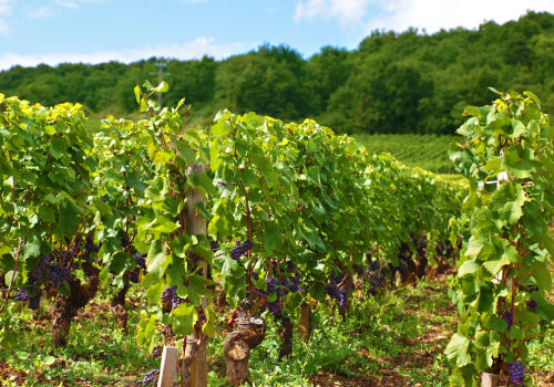 Cabinetul de Miniștri ridică restricțiile temporare asupra podgoriilor