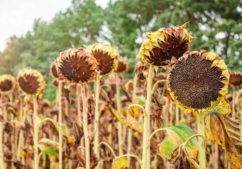 У Молдовы есть шанс собрать высокий урожай-2026 подсолнечника У Молдовы есть шанс собрать высокий урожай-2026 подсолнечника
