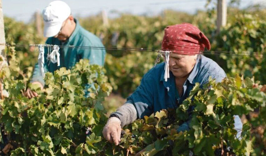 O platformă digitală va simplifica înregistrarea ocupării informale a forței de muncă lucrători agricoli