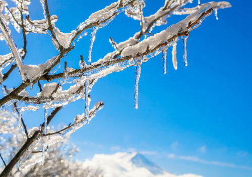Înghețurile din februarie au afectat horticultura poloneză