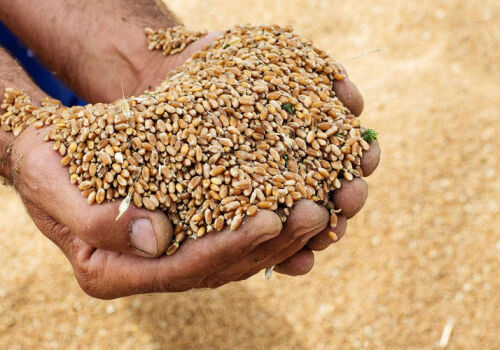 Exporturile de grâu au depășit 2 miliarde de lei Exporturile de grâu au depășit 2 miliarde de lei