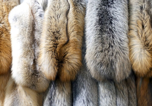 Utilizarea blănurilor de pisică și de câine va deveni ilegală