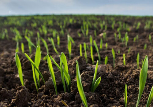 Fermierii nu au ajuns la timp cu însămânțarea grâului de iarnă Fermierii nu au ajuns la timp cu însămânțarea grâului de iarnă