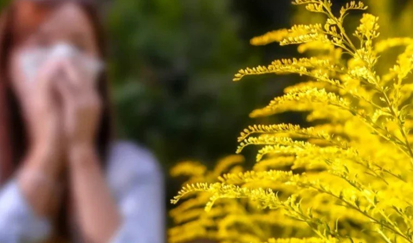 Moldova Has Stepped Up Control Measures Against Ragweed ragweed