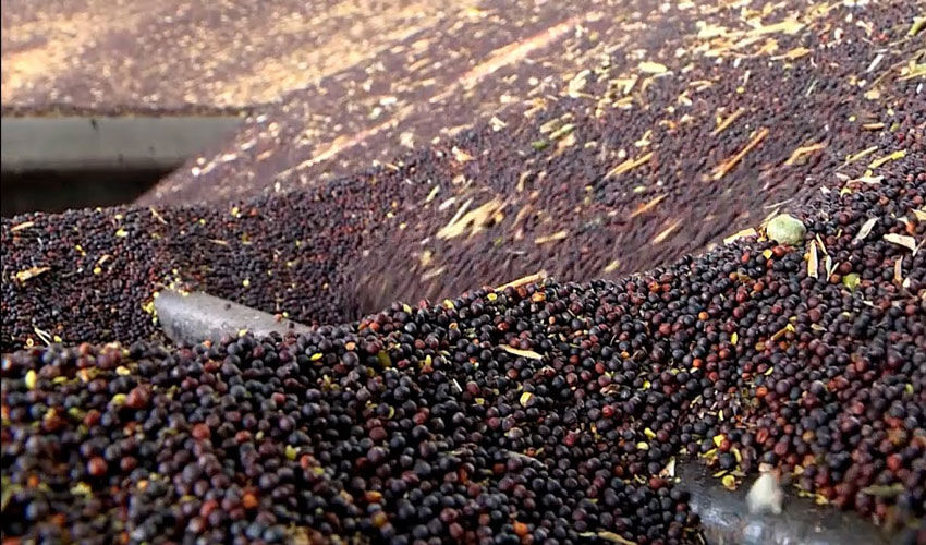 Un început rapid pentru sezonul de export al rapiței Un început rapid pentru sezonul de export al rapiței