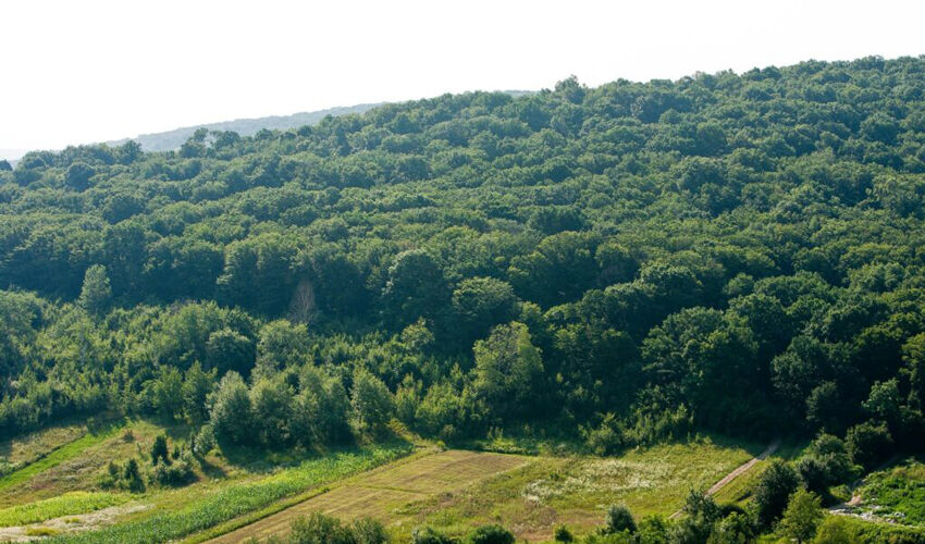 Nivelul de împădurire în Moldova este unul dintre cele mai scăzute din regiune Nivelul de împădurire în Moldova este unul dintre cele mai scăzute din regiune