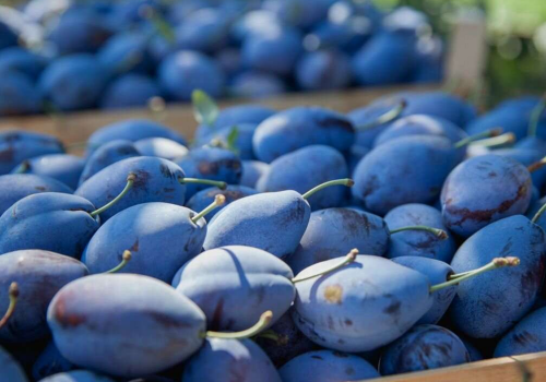 Prețurile la prune în Moldova sunt în scădere rapidă, în ciuda exporturilor intense