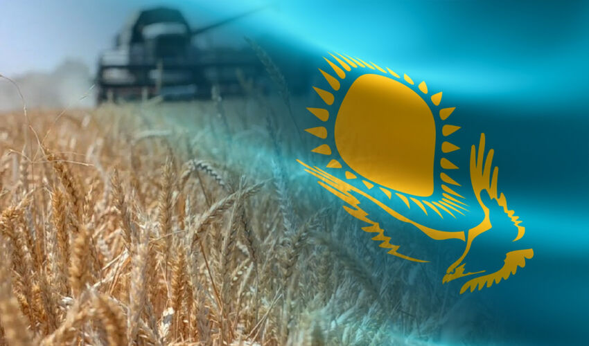 Казахское зерно