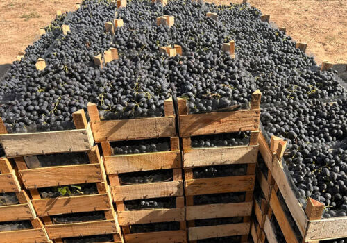 Grape exports have gained good momentum