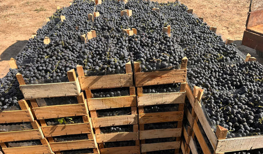 Экспорт винограда набрал хороший темп