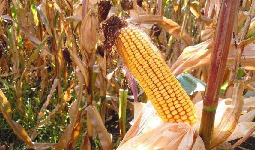 corn